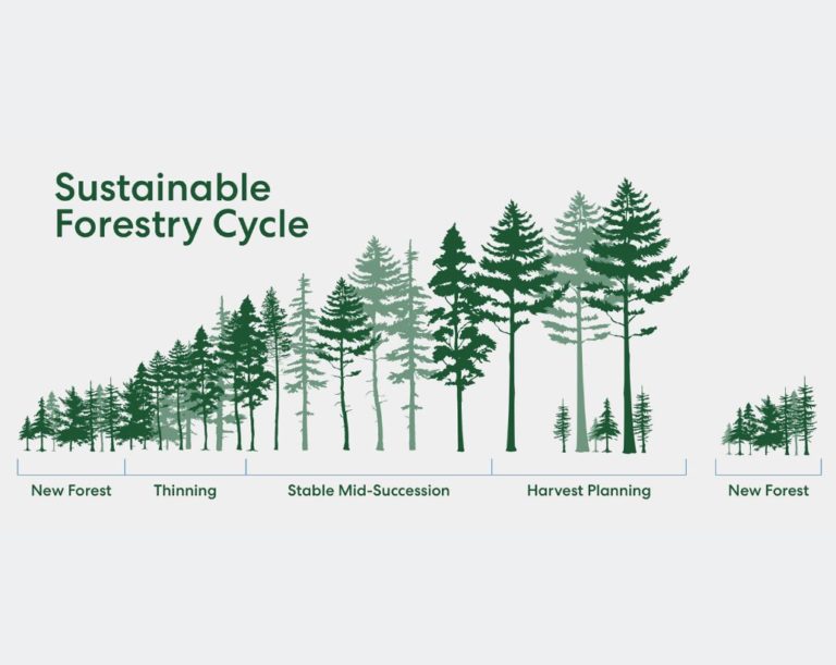 Sustainability Forestry Cycle: New Forest, Thinning, Stable Mid-Succession, Harvesting Planning, New Forest